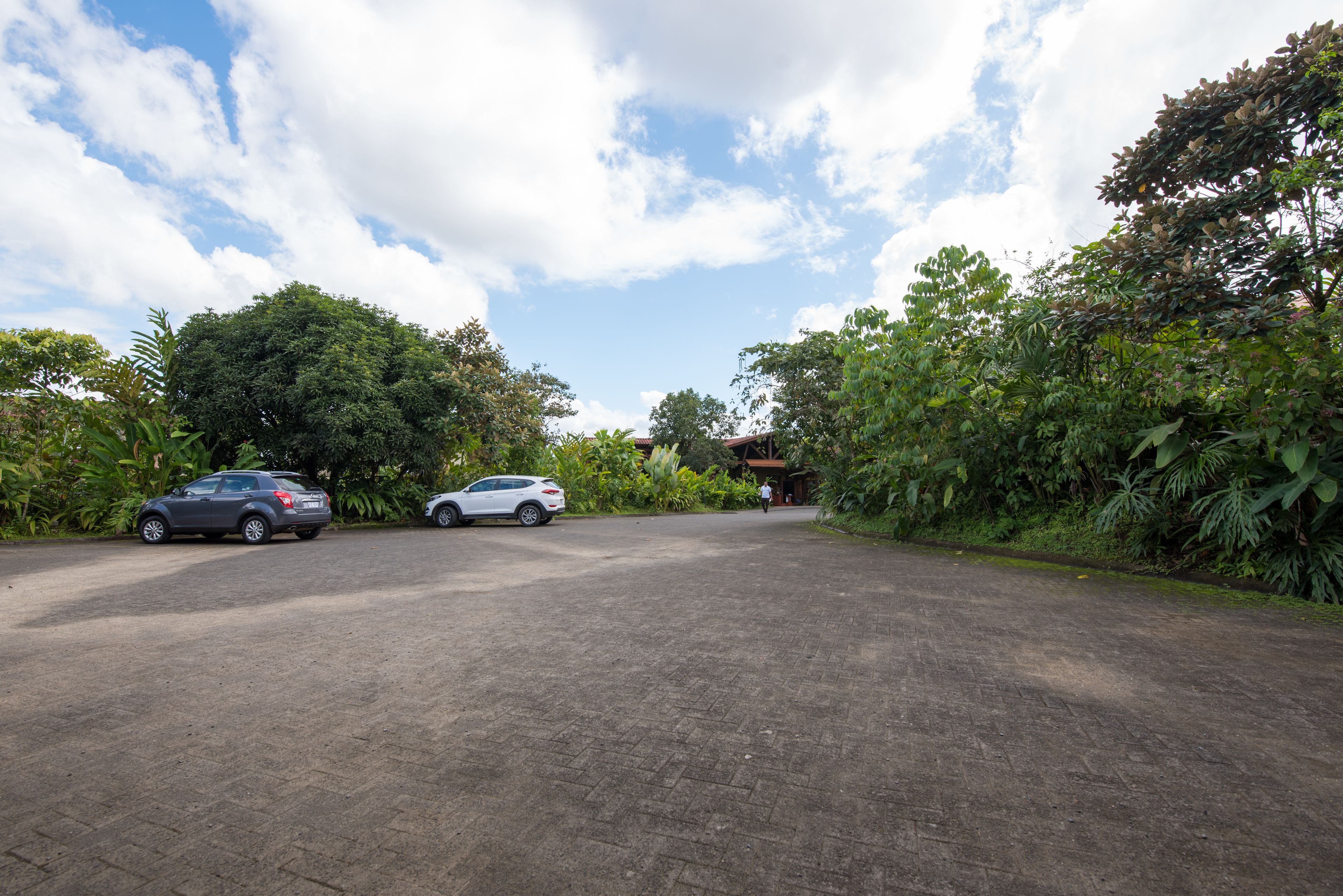 A paved driveway leading to a building surrounded by dense greenery.
