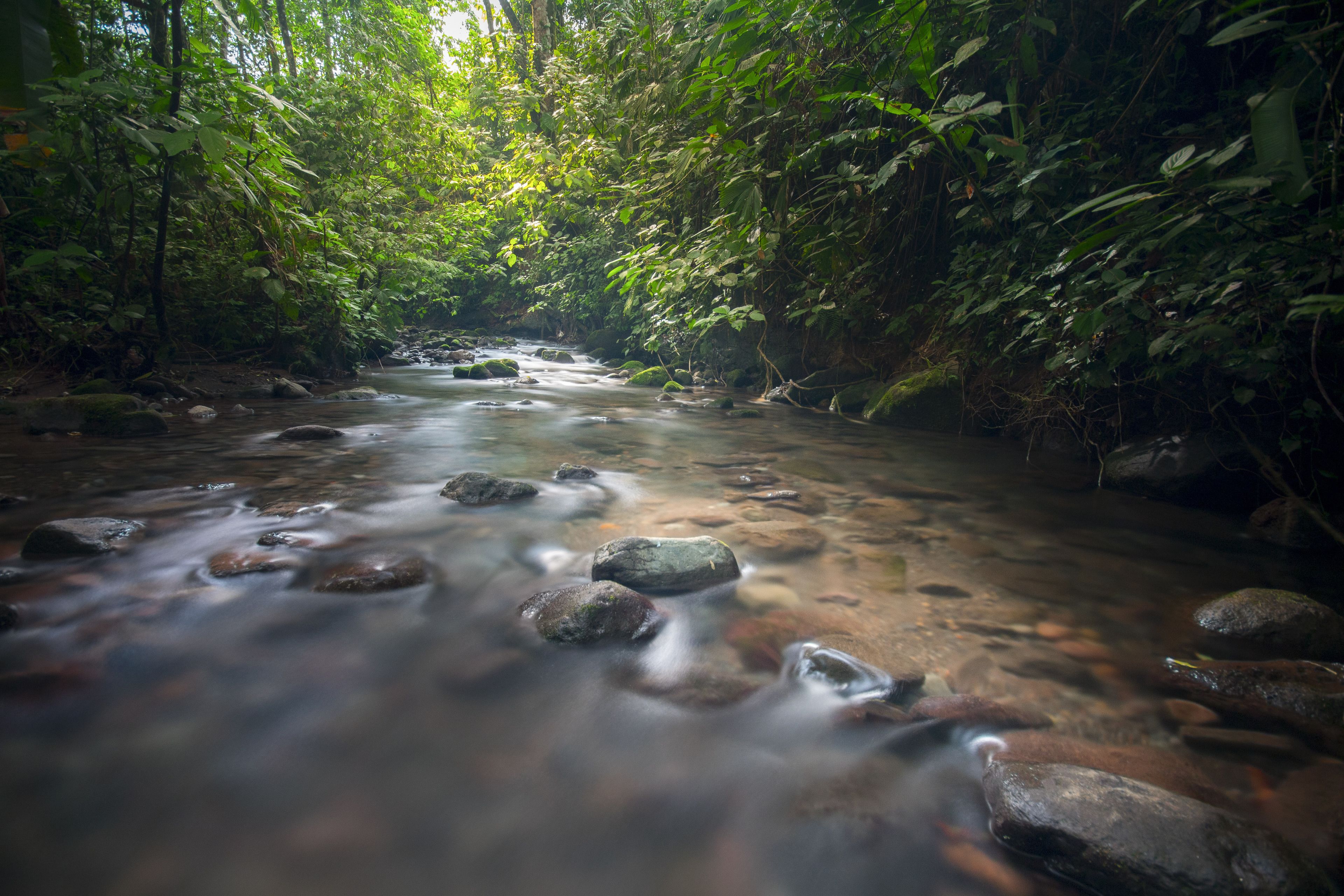 A stream with rocks and dense foliage.