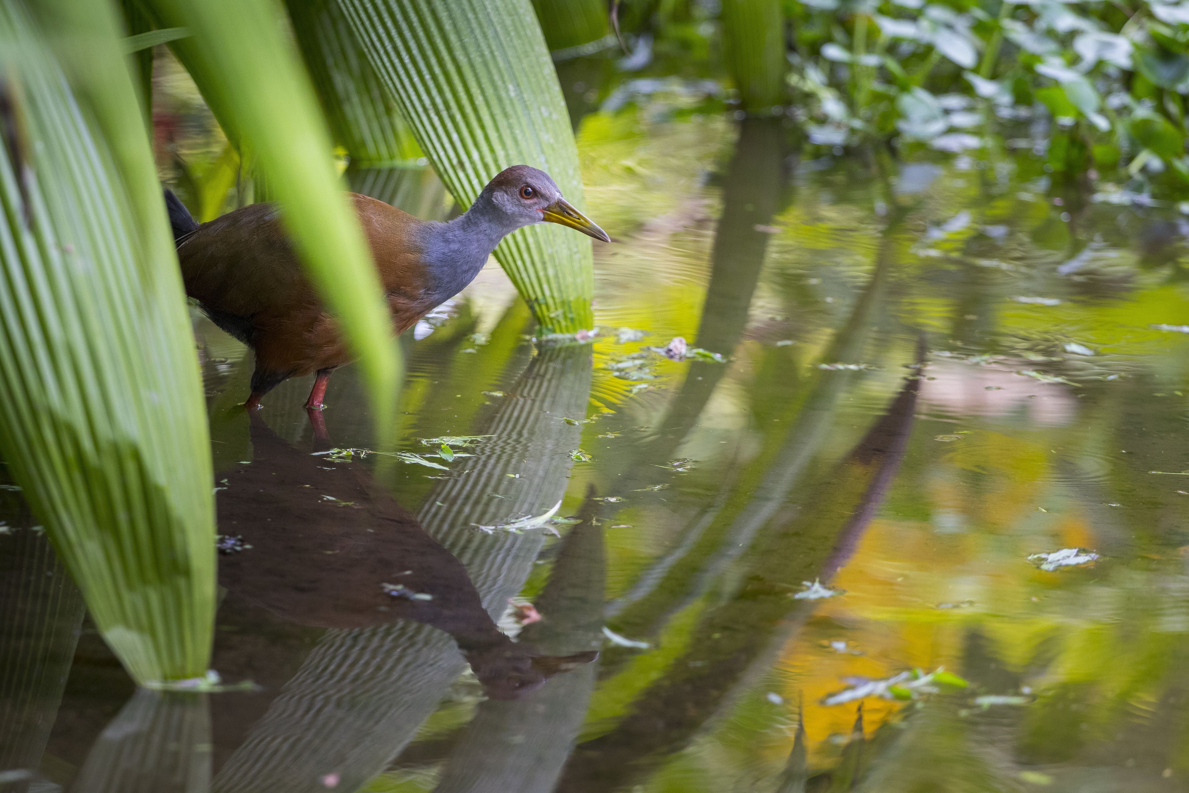 Een vogel die in het water staat, met groene begroeiing op de achtergrond.