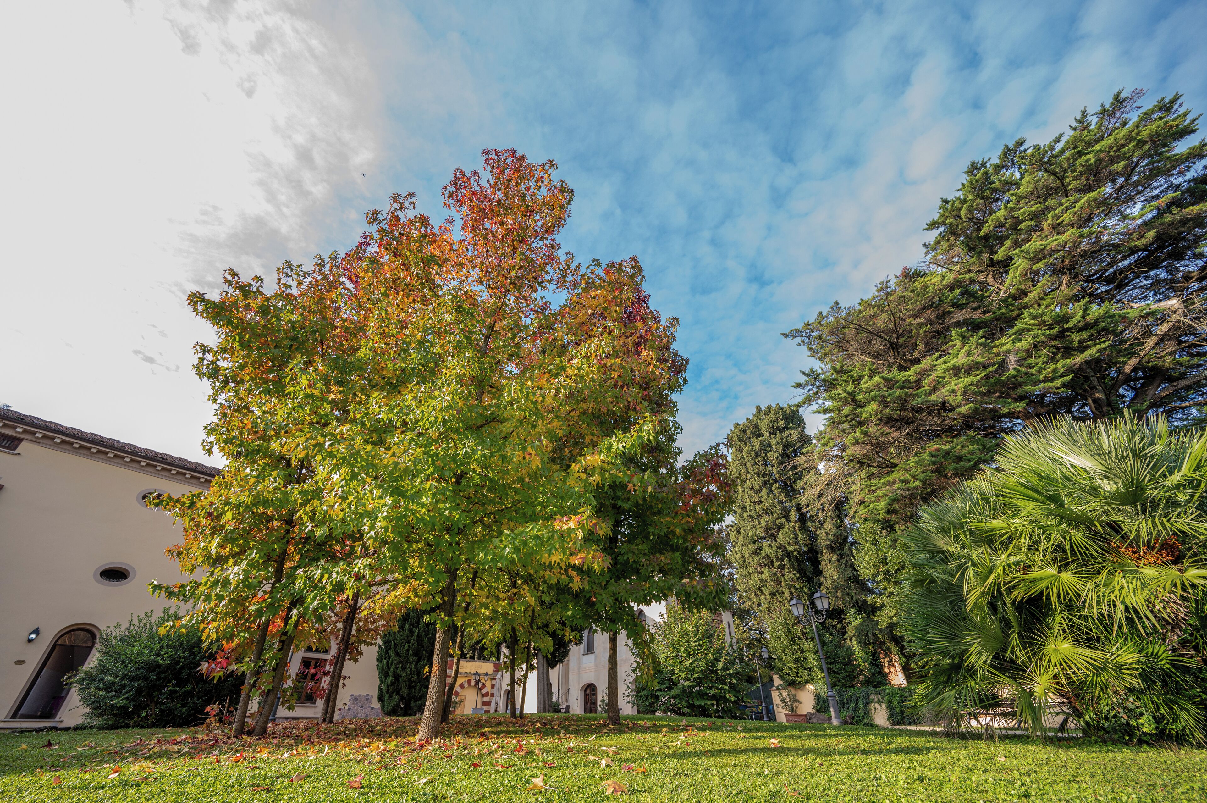 Ein Innenhof mit einem großen Baum, einem Gebäude mit Bogenfenstern und einer Palme.