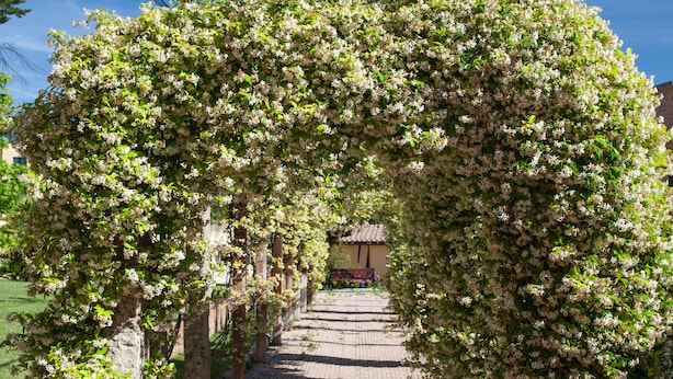 A paved pathway lined with flowering trees and a clear blue sky.