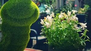 Een groene kikkerbeeldje staat naast een potplant met witte bloemen.