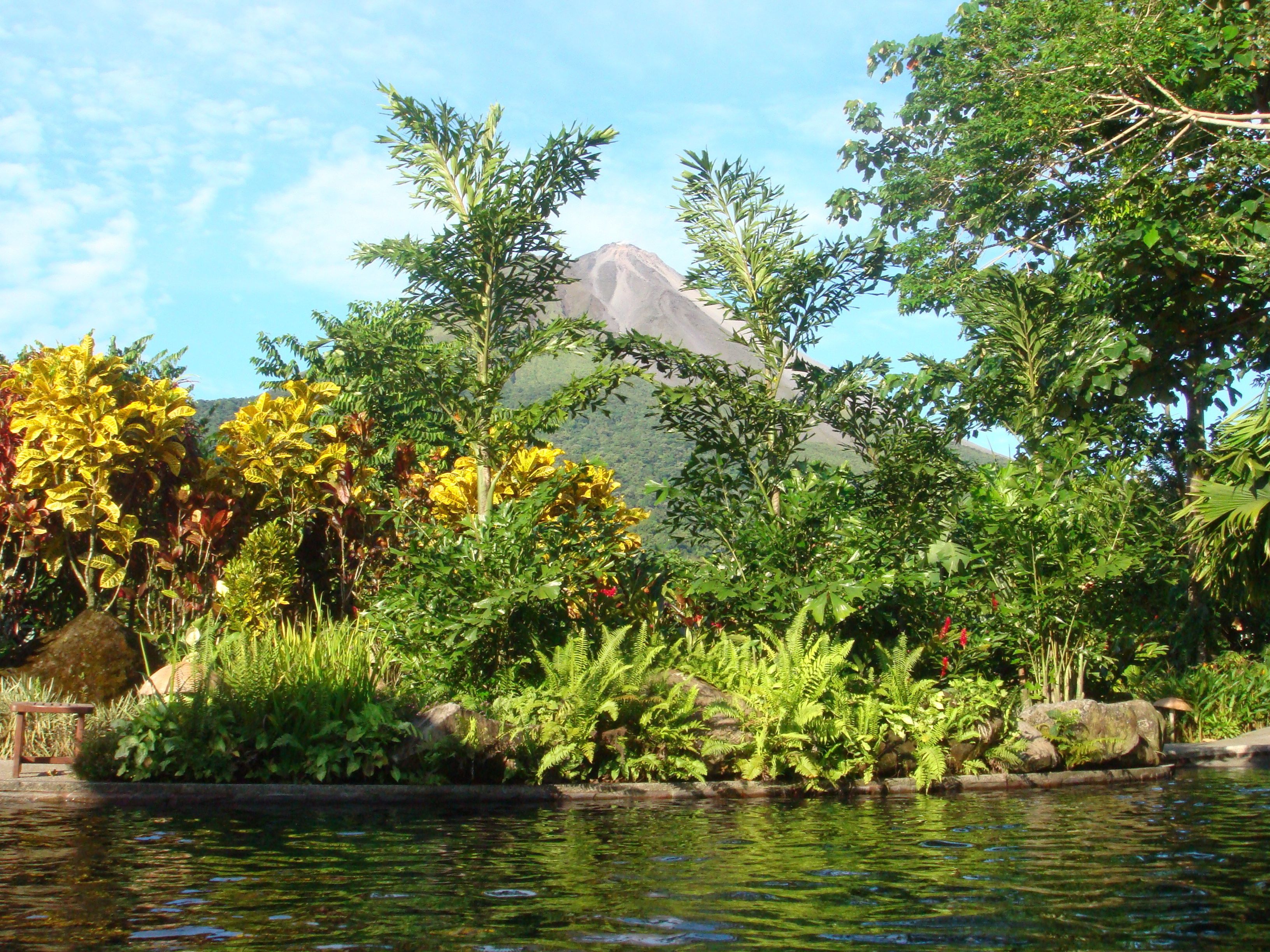 A lush garden with a variety of plants and a small pond.