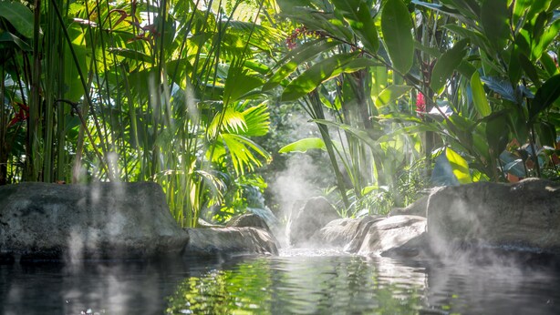 Een natuurlijke waterpartij omringd door weelderig groen.