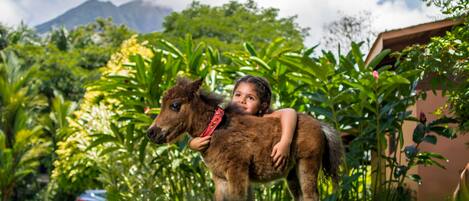 A person riding a small horse in a lush, green environment with a mountain in the background.