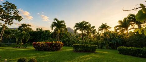 Un jardín paisajístico con céspedes cuidados, diversas plantas tropicales y un cielo despejado.