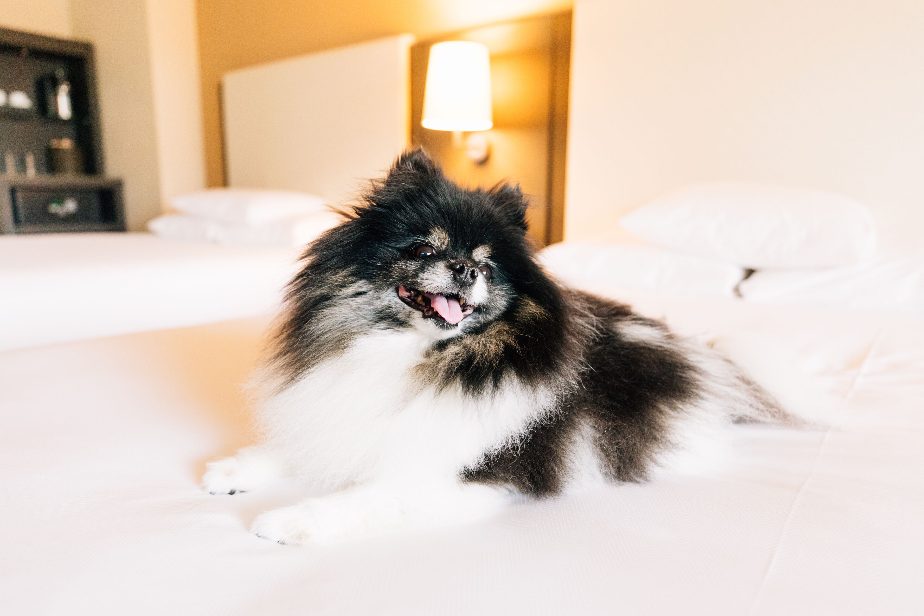 Een pluizige hond ligt op een bed in een hotelkamer, met een lamp op de achtergrond.