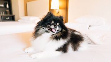 Een pluizige hond ligt op een bed in een hotelkamer, met een lamp op de achtergrond.