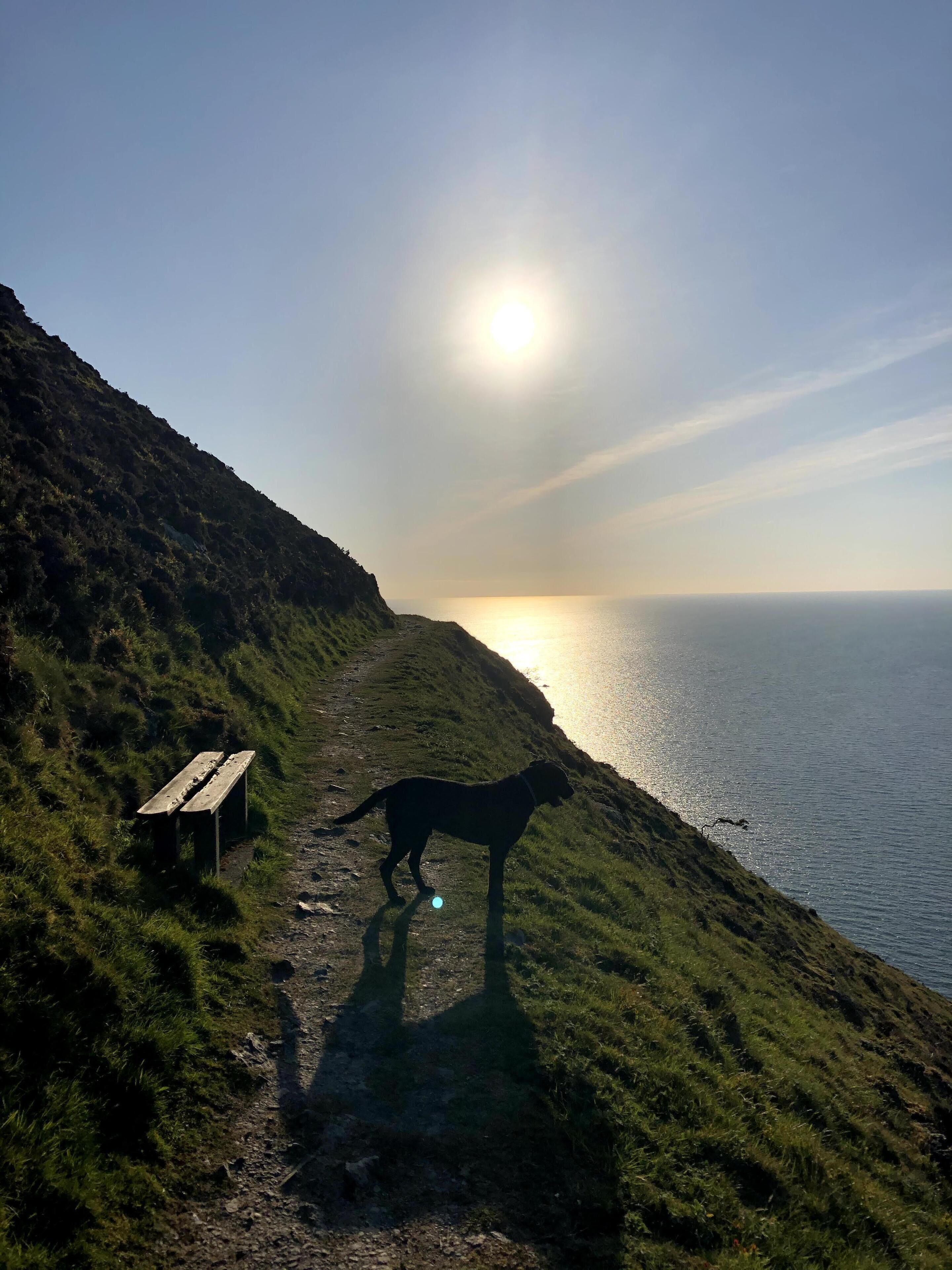 A dog walking on a grassy path beside a body of water with a bench and a clear sky.