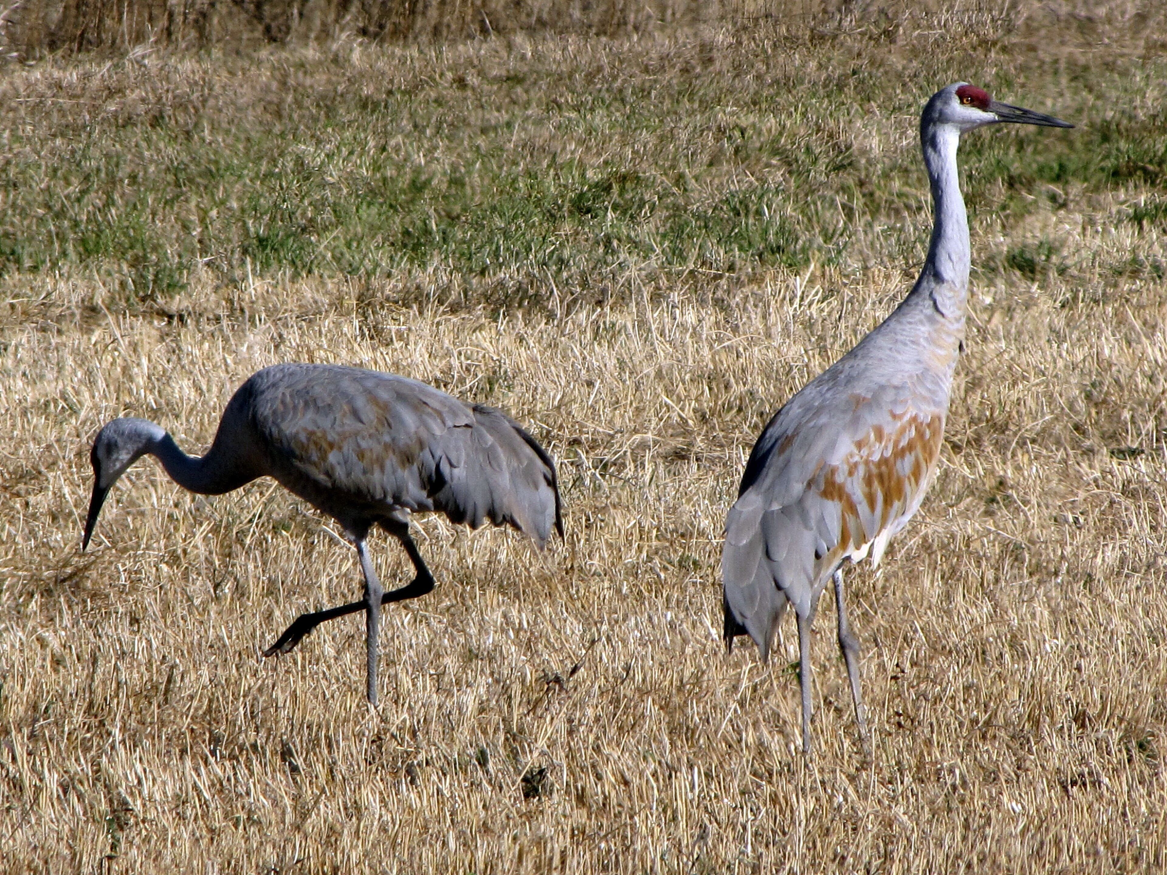 Two birds in a field.