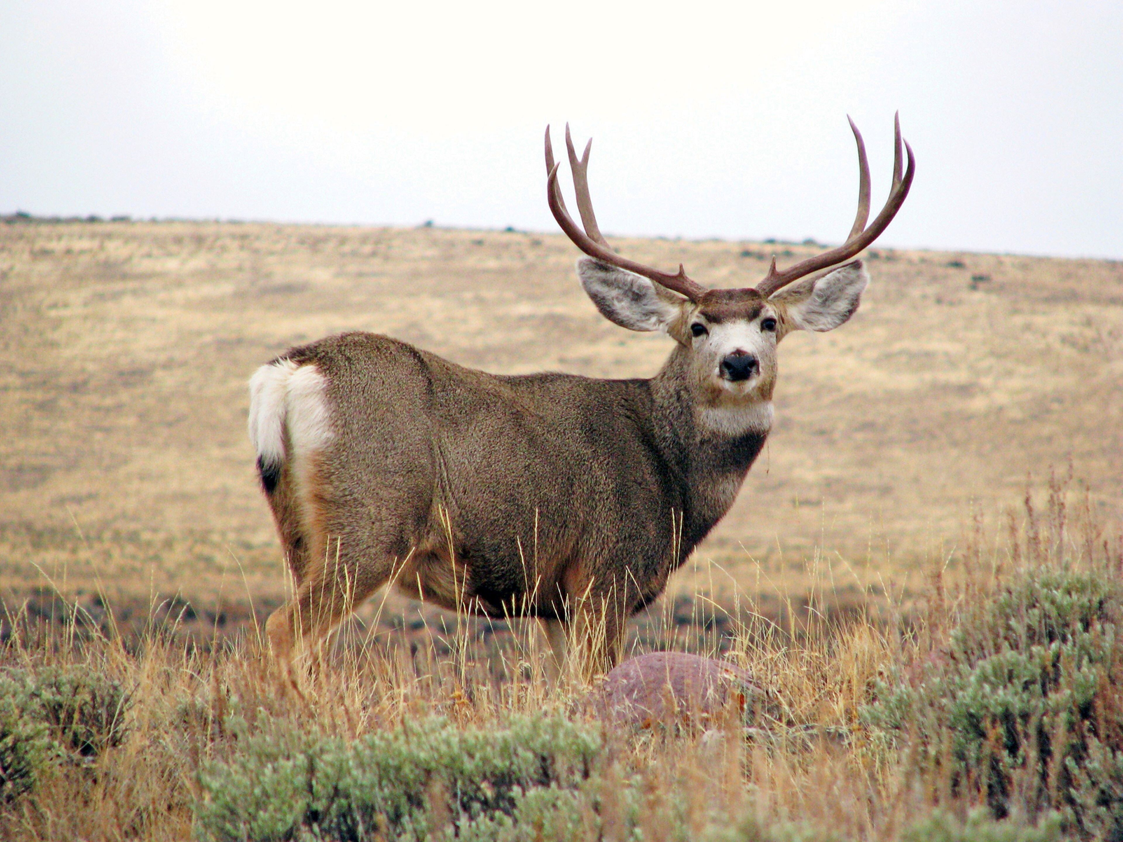 A deer with large antlers standing in a grassy field.