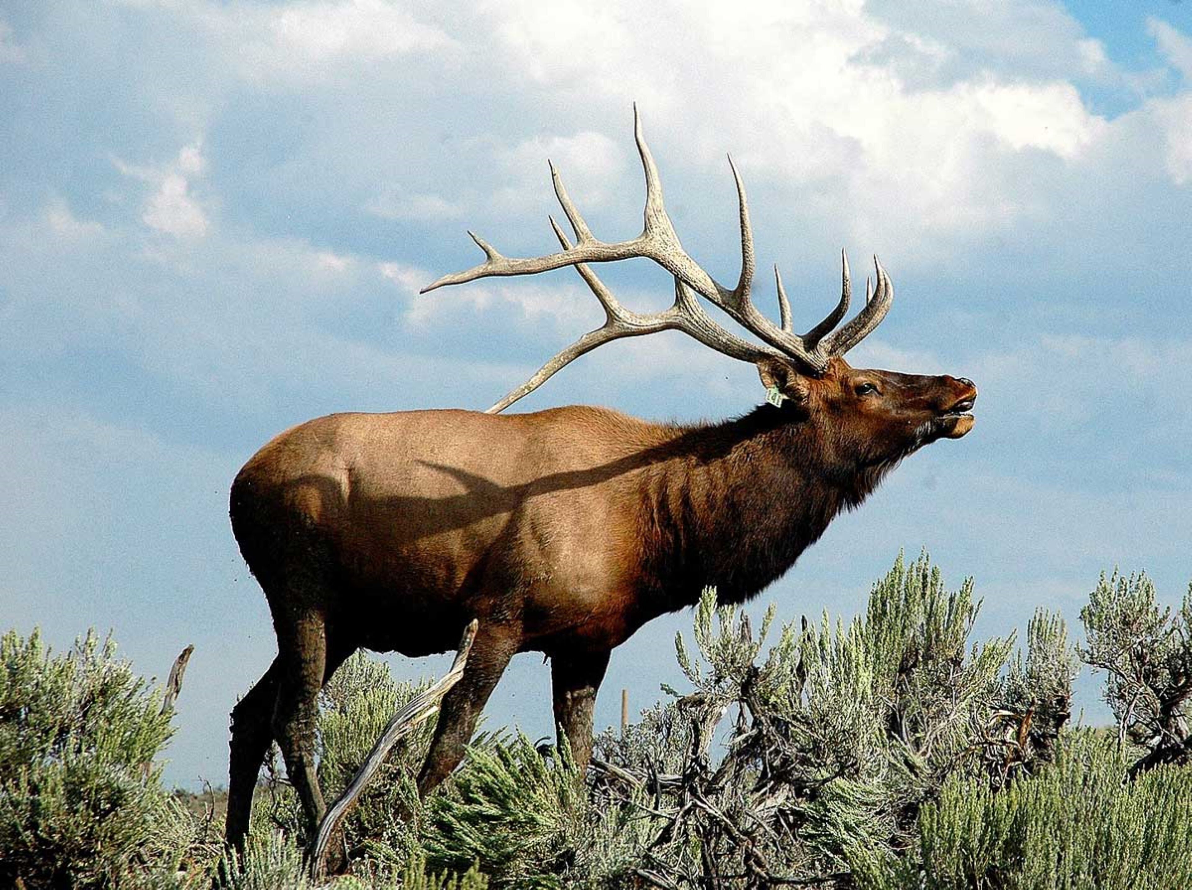 A large elk with prominent antlers standing in a natural landscape.