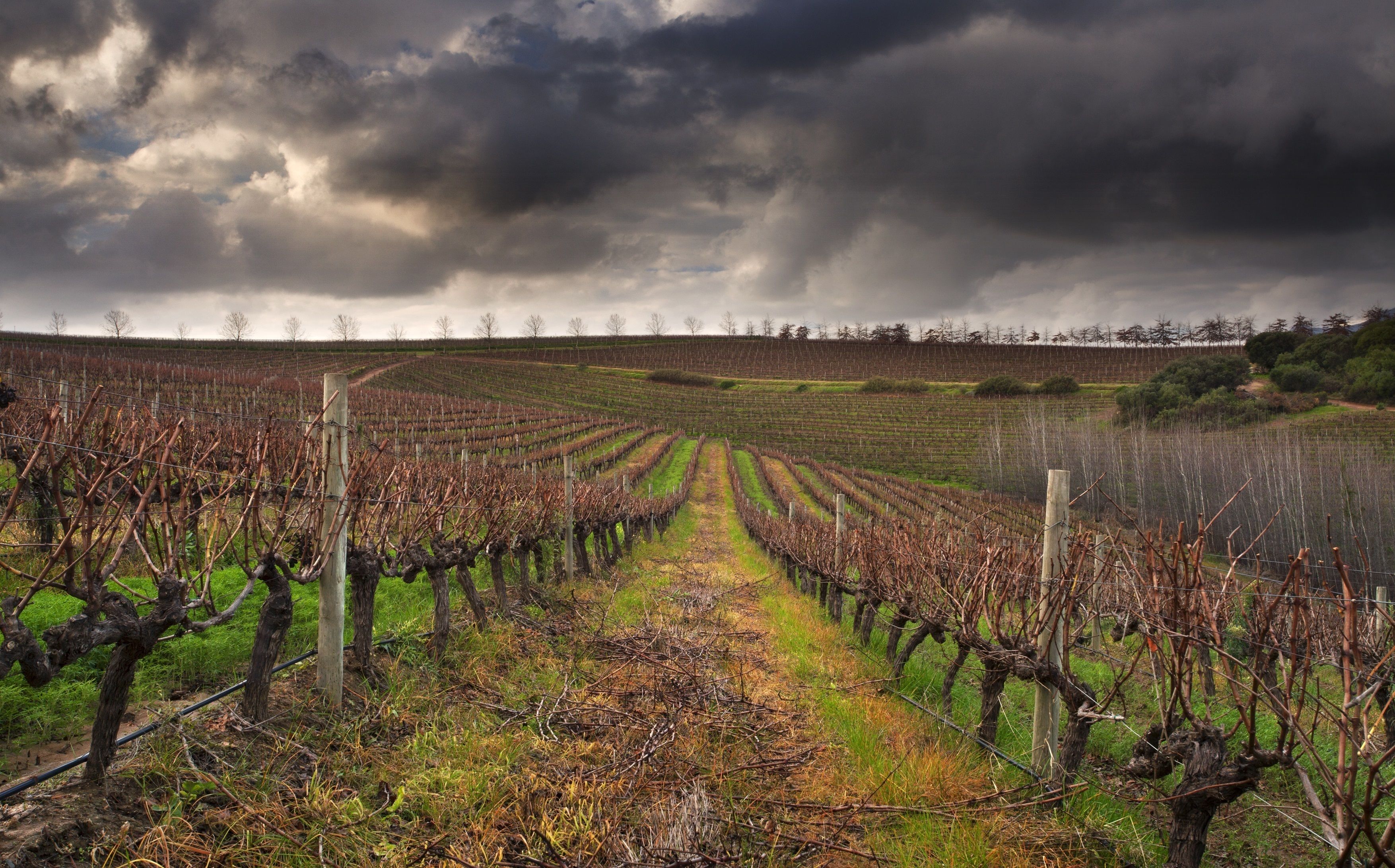 Un vignoble avec des rangées de vignes sous un ciel nuageux.