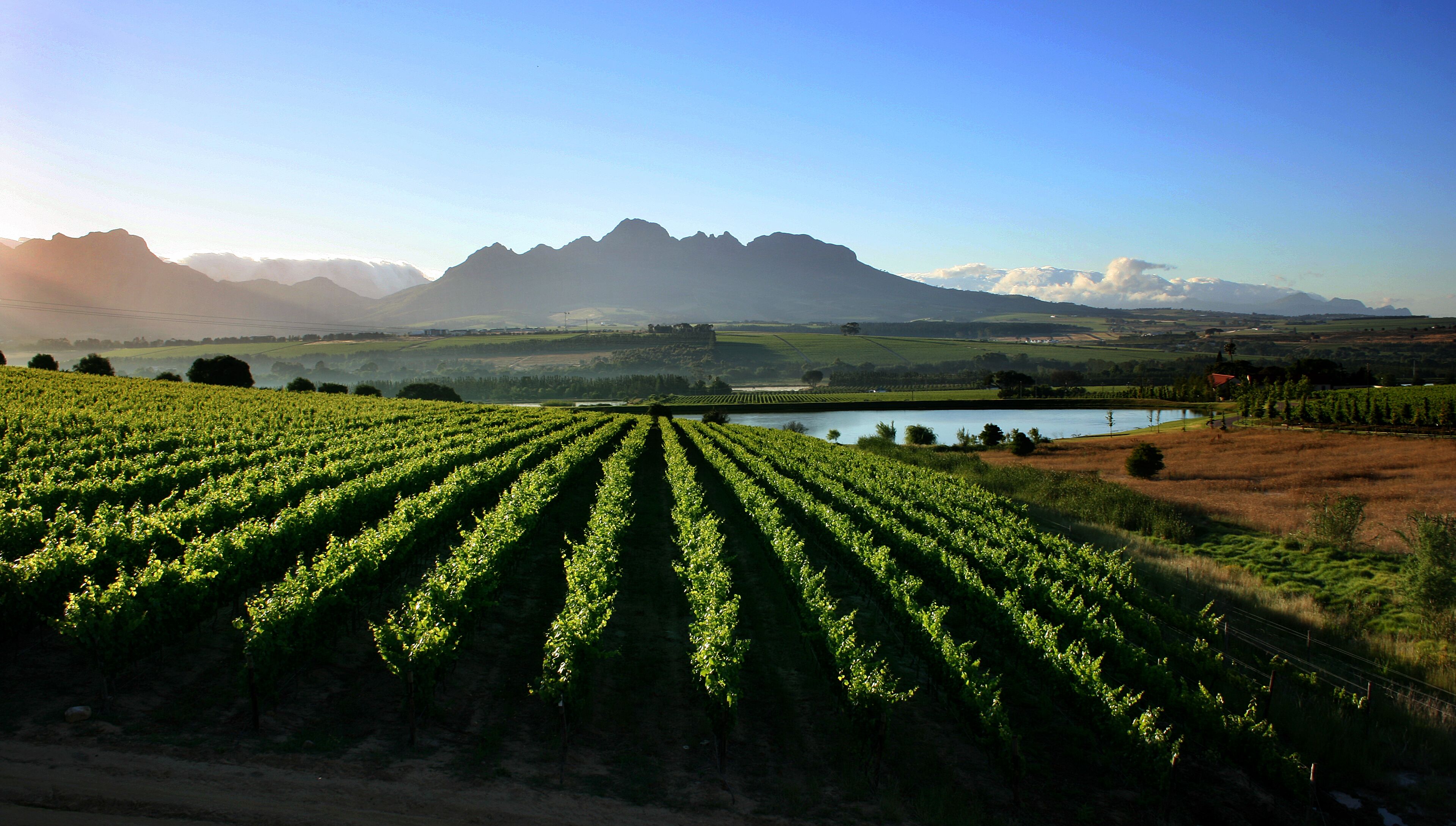 A vineyard with rows of grapevines, a body of water, and mountains in the background.