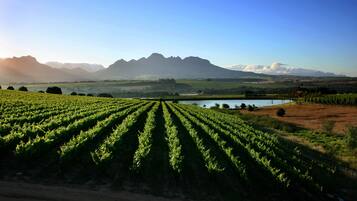 A vineyard with rows of grapevines, a body of water, and mountains in the background.