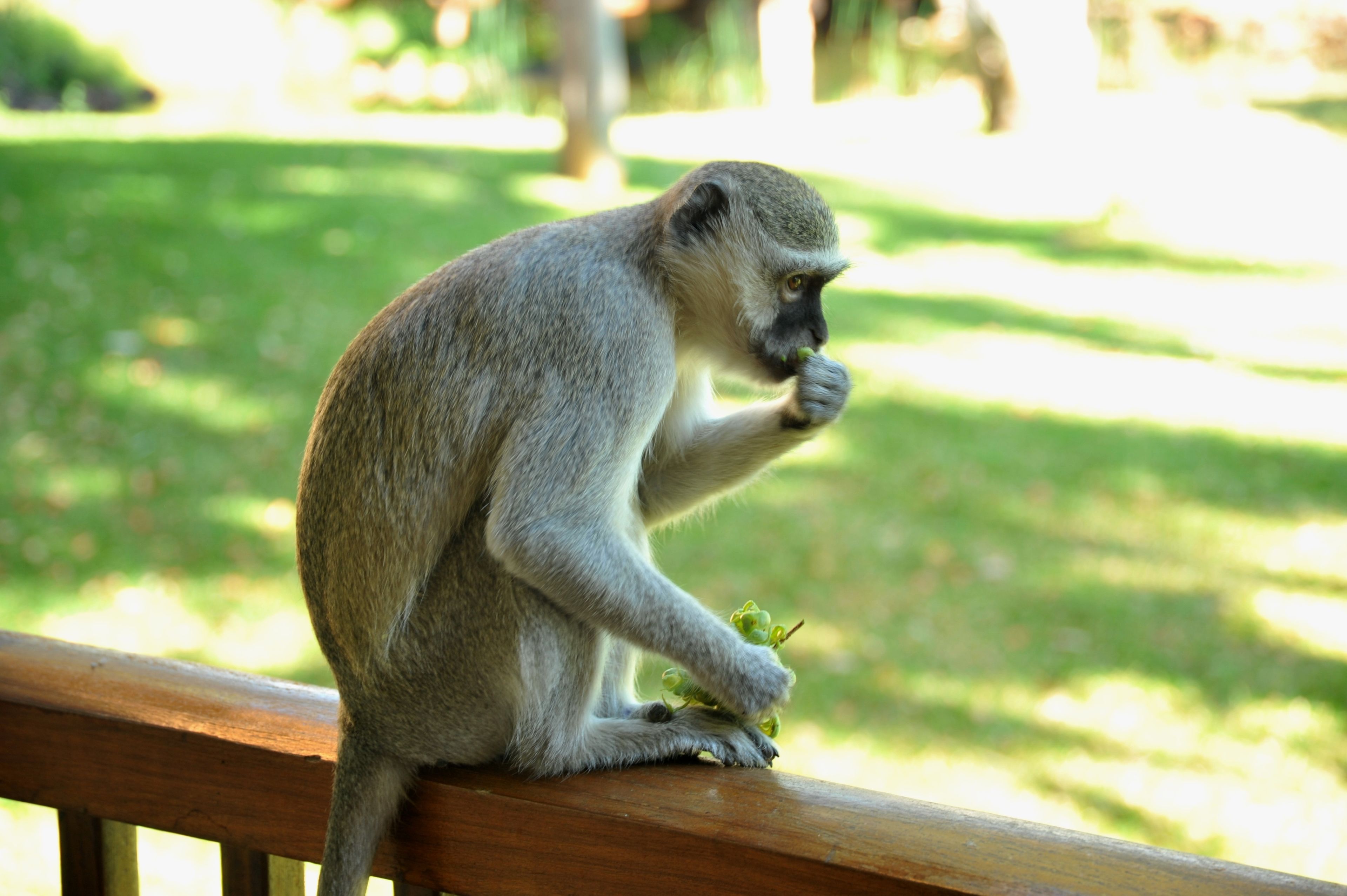 Ein Affe sitzt auf einer Holzbank in einem Park.