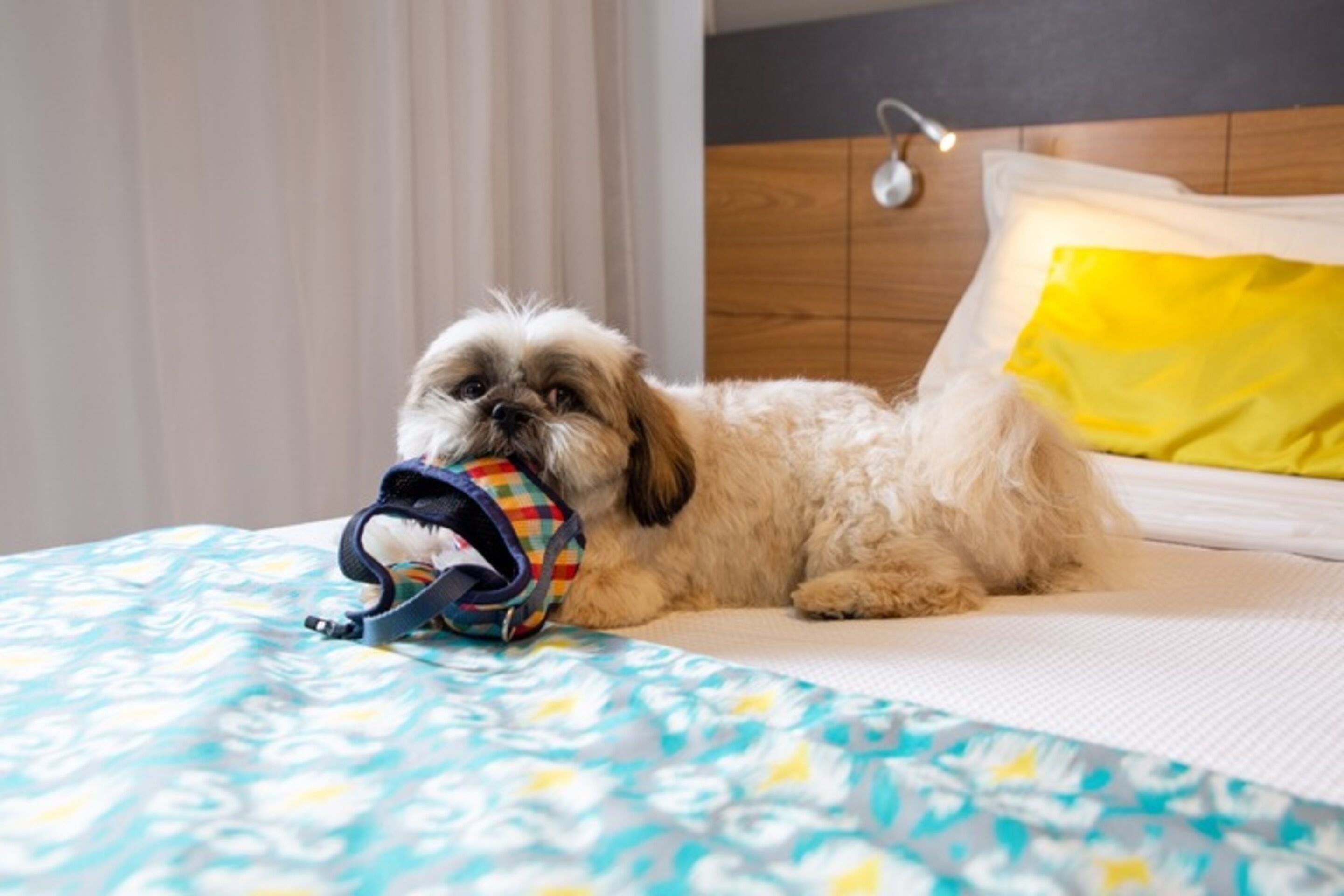 A small dog lying on a bed with a colorful toy.