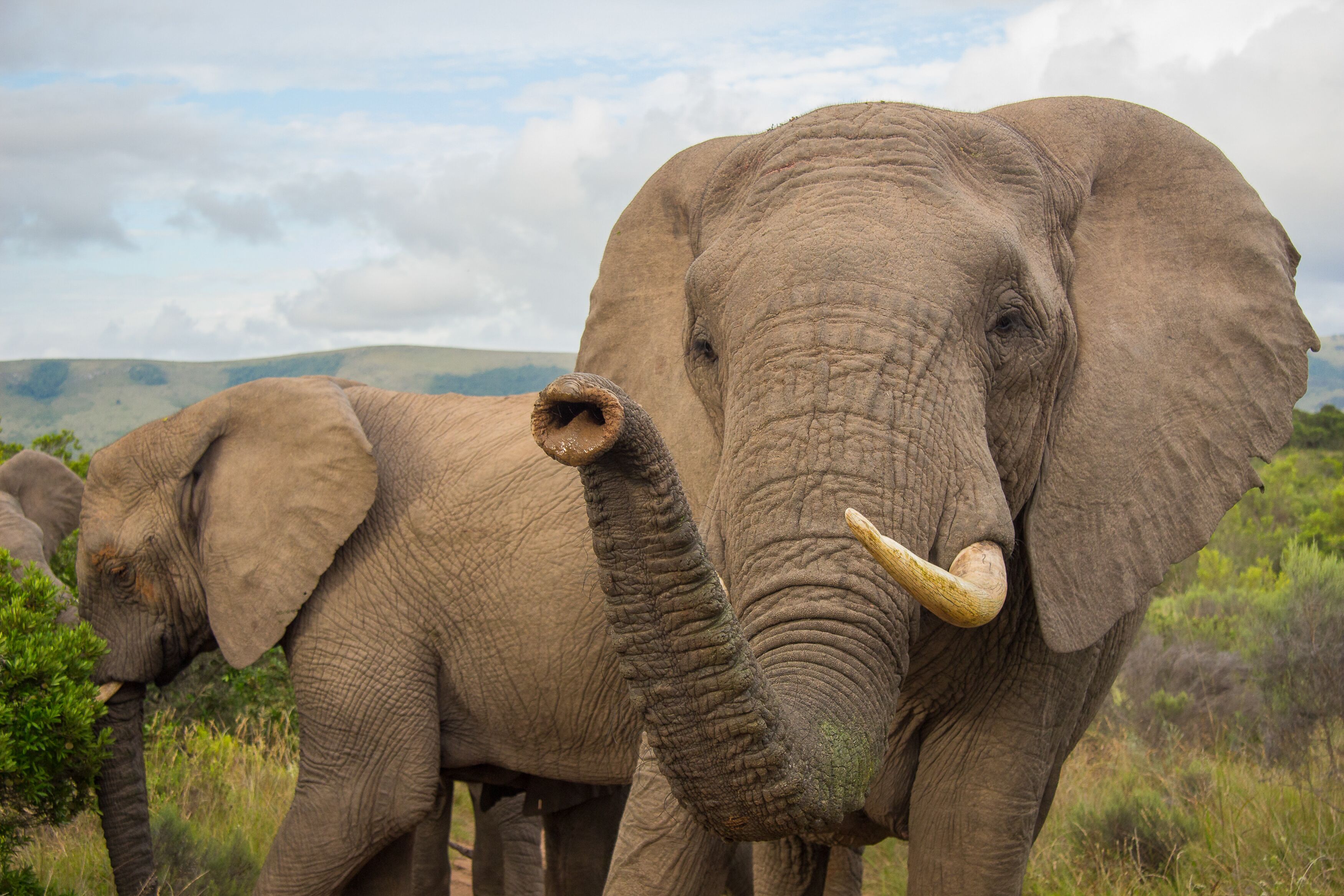 A large elephant with tusks standing in a grassy area with hills in the background.