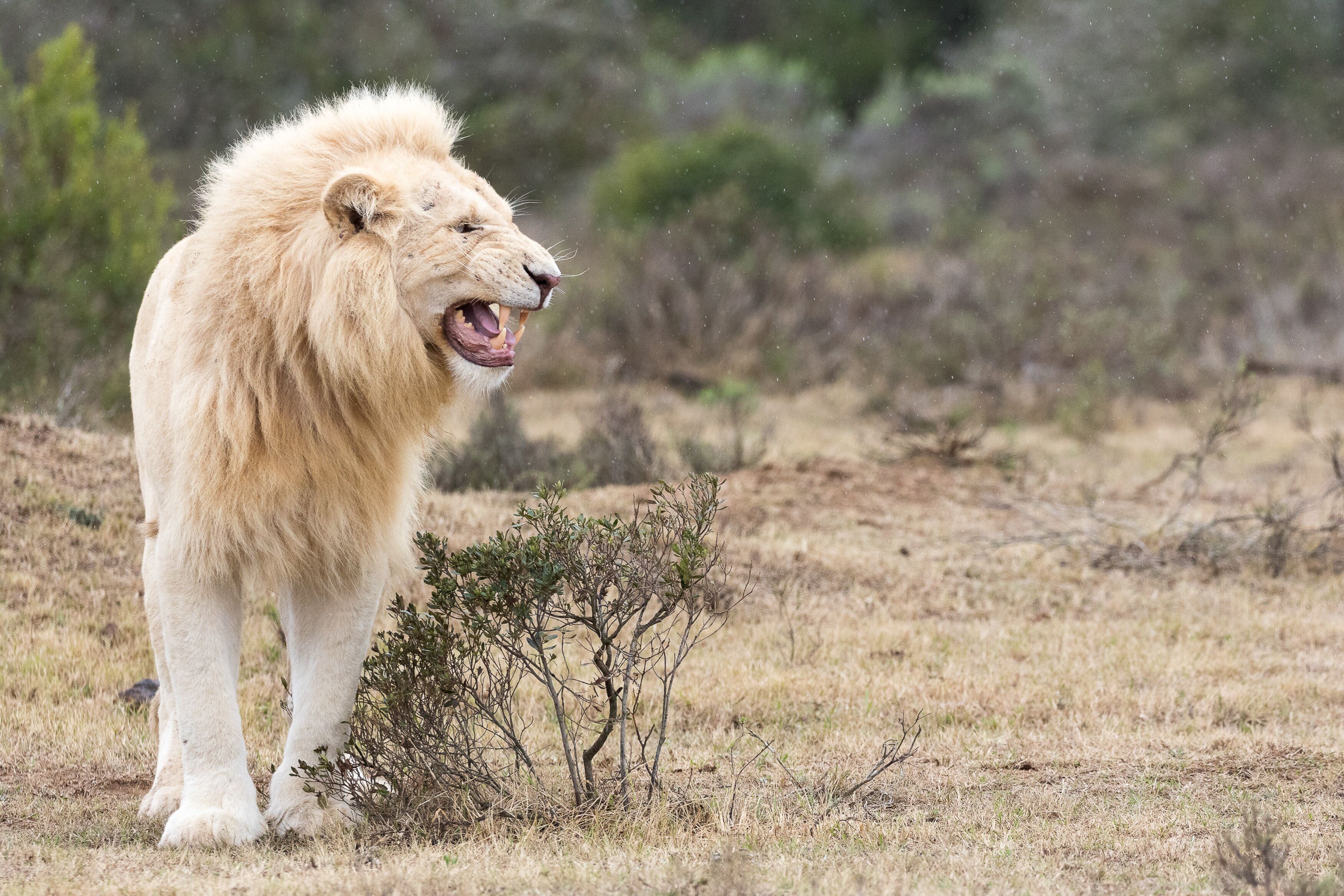 Un león de pie en una sabana seca y cubierta de pasto, con vegetación escasa y árboles al fondo.