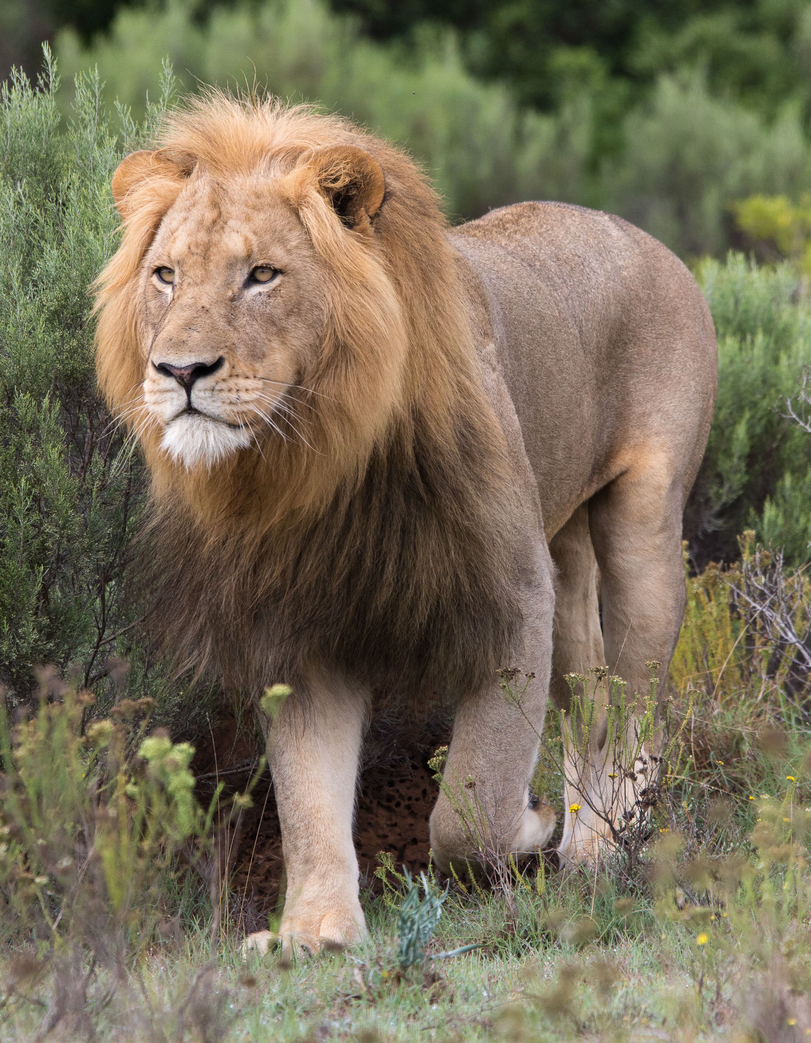 مشاهدة الحيوانات البريّة