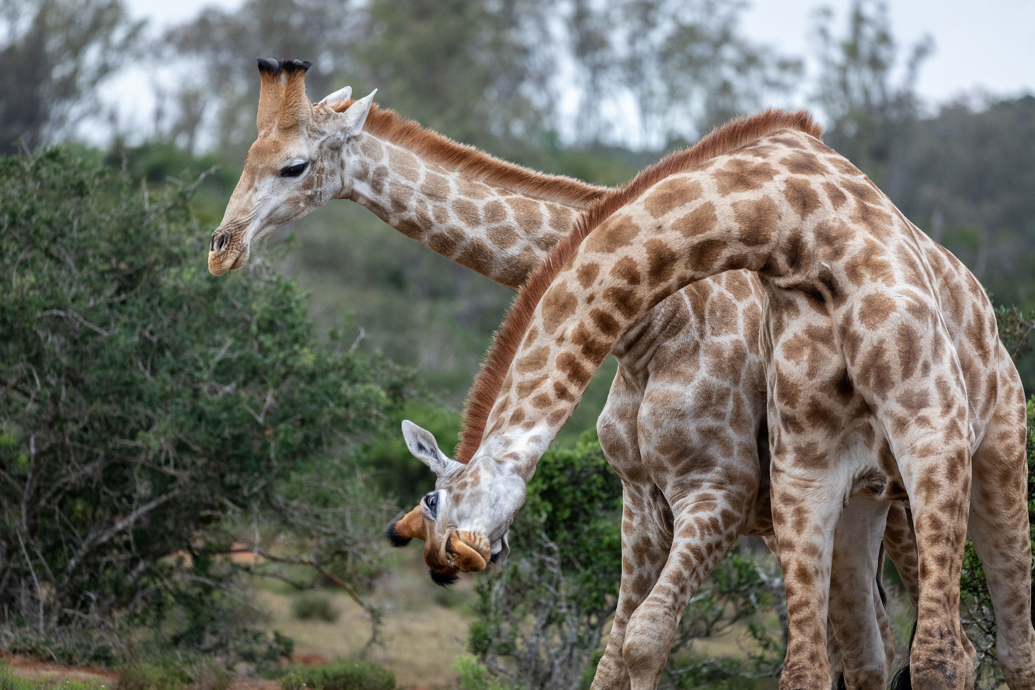 Two giraffes in a natural setting with greenery and trees in the background.