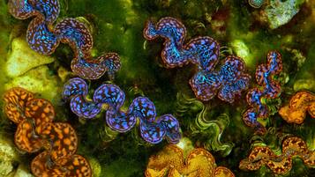 A close-up of marine life, including sea anemones and possibly nudibranchs, with a greenish background suggesting an underwater environment.