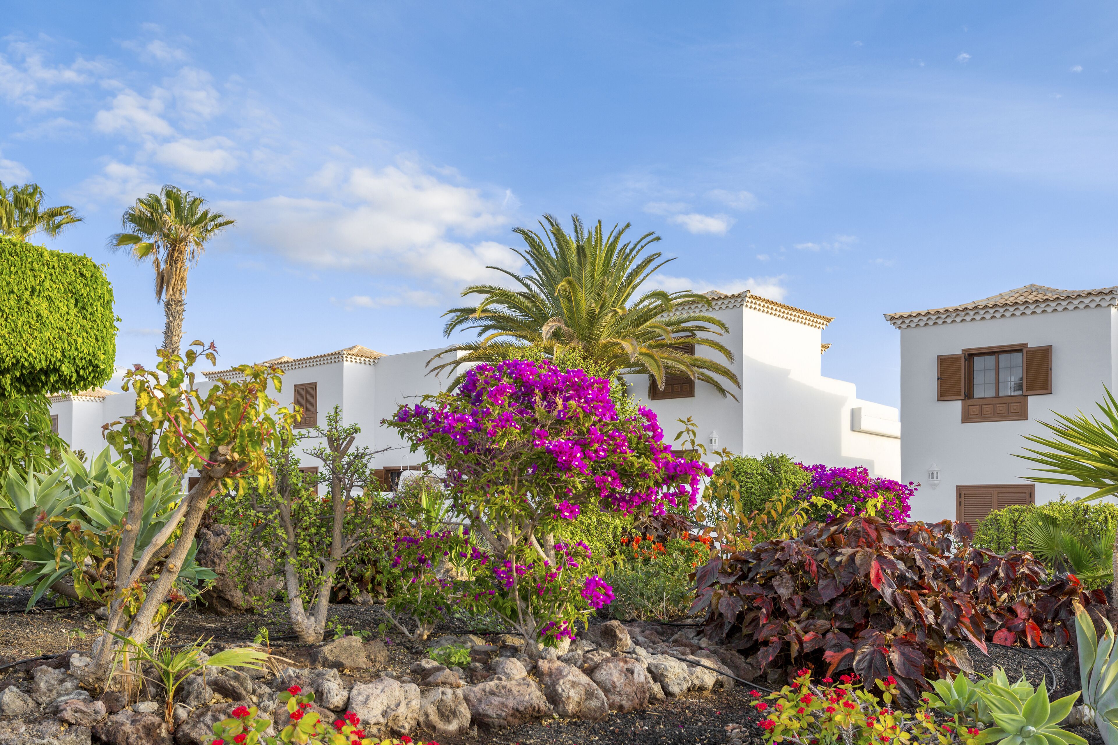 A white building with brown shutters, surrounded by a garden with various plants and a palm tree.