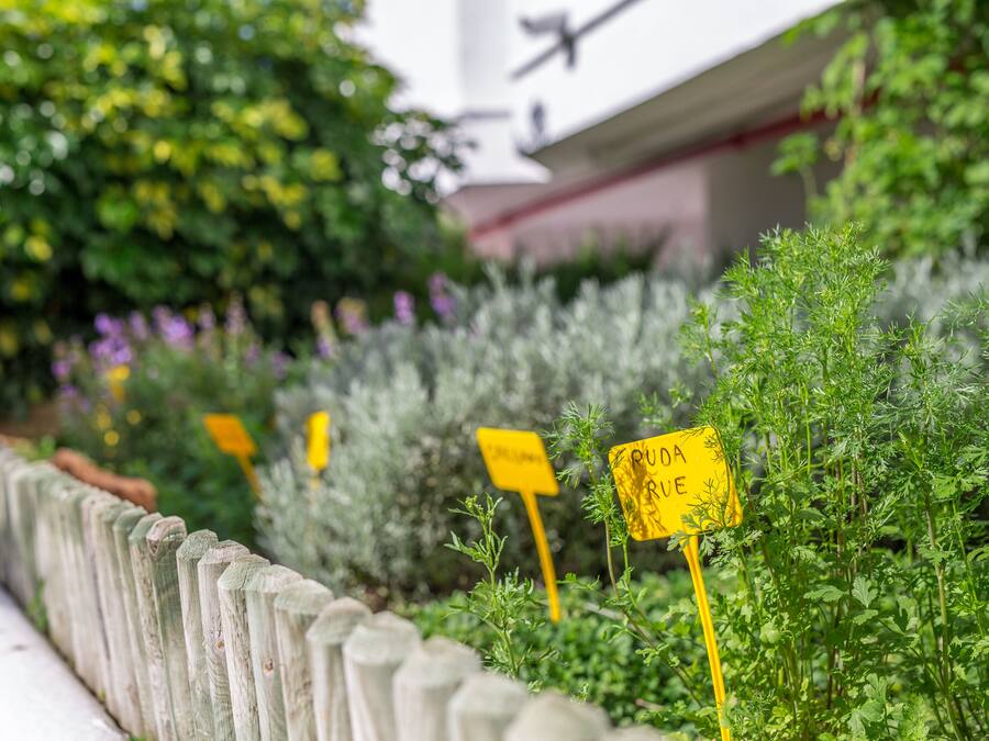 Ein Garten mit verschiedenen Pflanzen und einem Holzzaun.