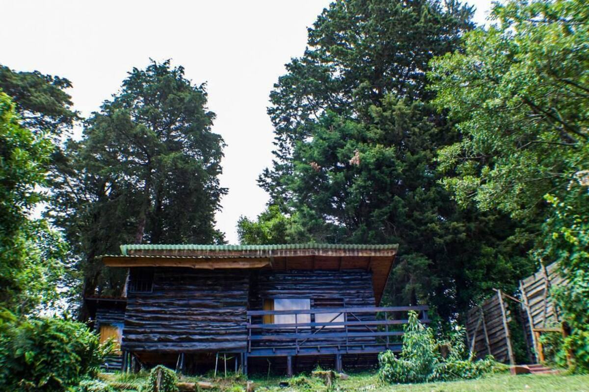 A rustic cabin with a sloped roof, surrounded by dense trees.