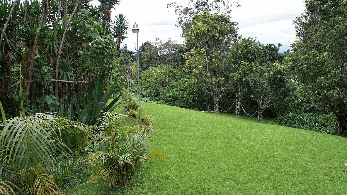 Un jardín exuberante con un césped cuidado y diversas plantas tropicales.