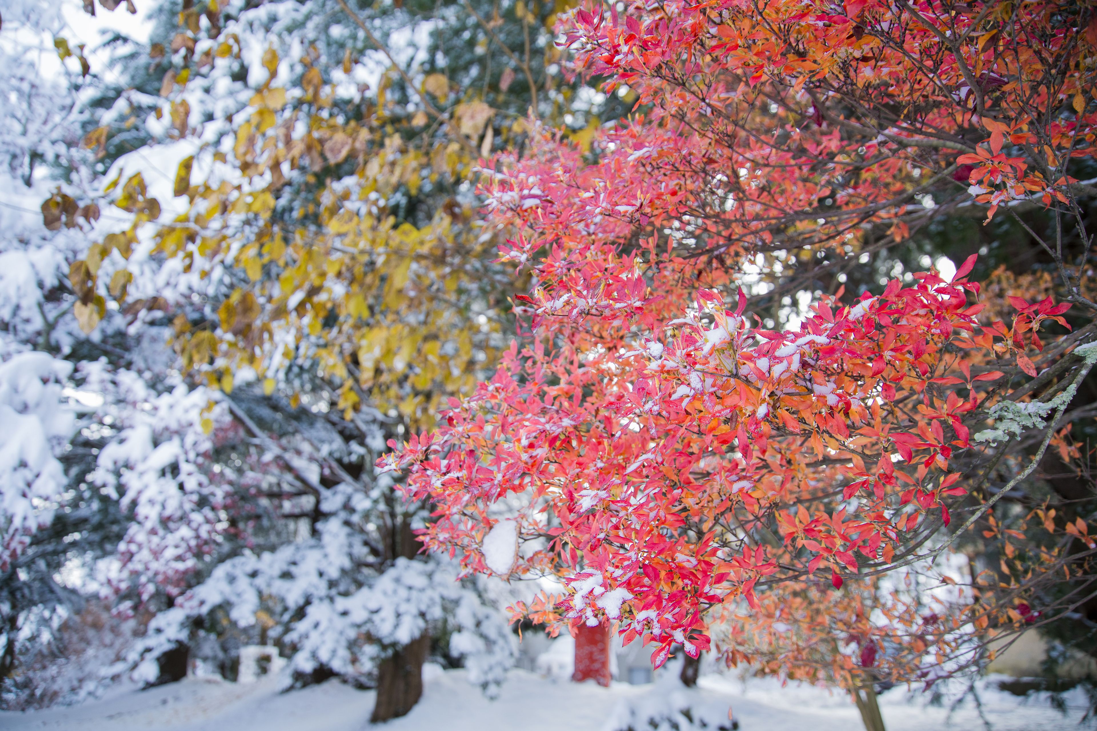A snow-covered garden with trees displaying autumn foliage.