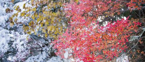 A snow-covered garden with trees displaying autumn foliage.