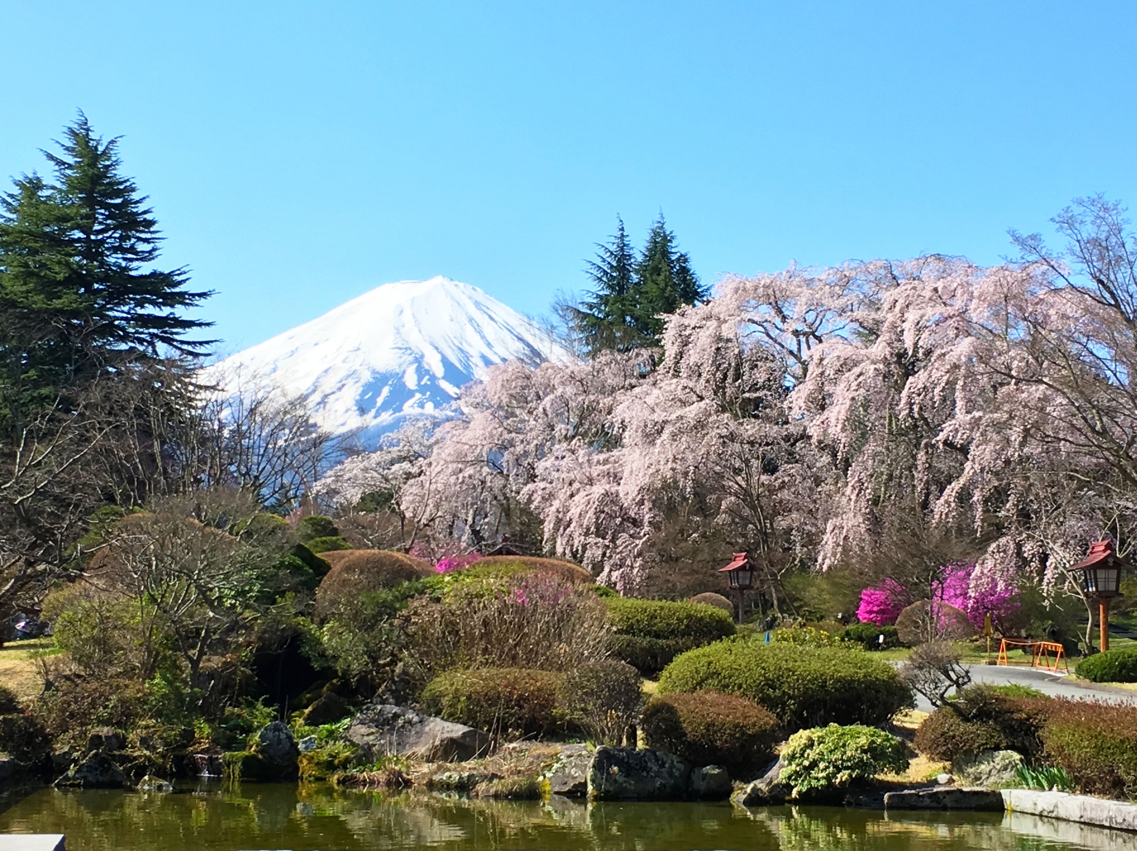 A serene garden with a pond, cherry blossoms, and a mountain in the background.