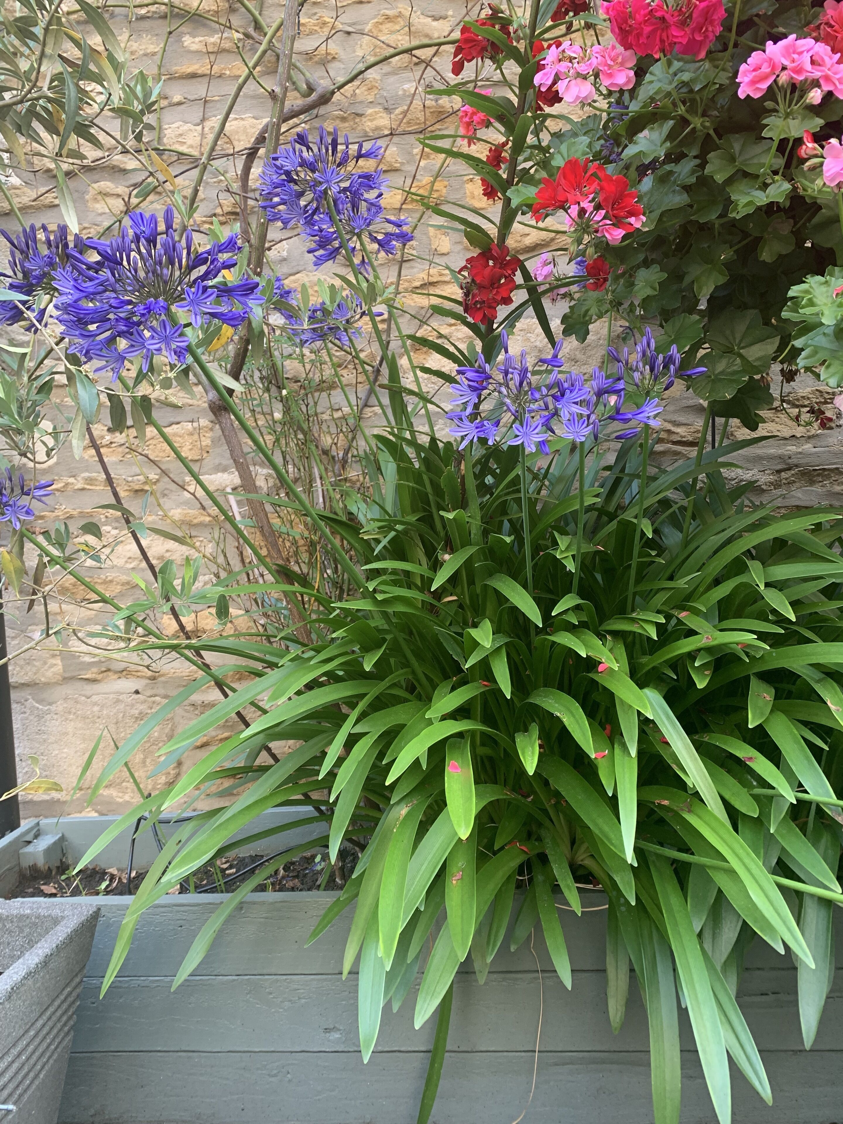 Un jardín con diversas flores y follaje verde.