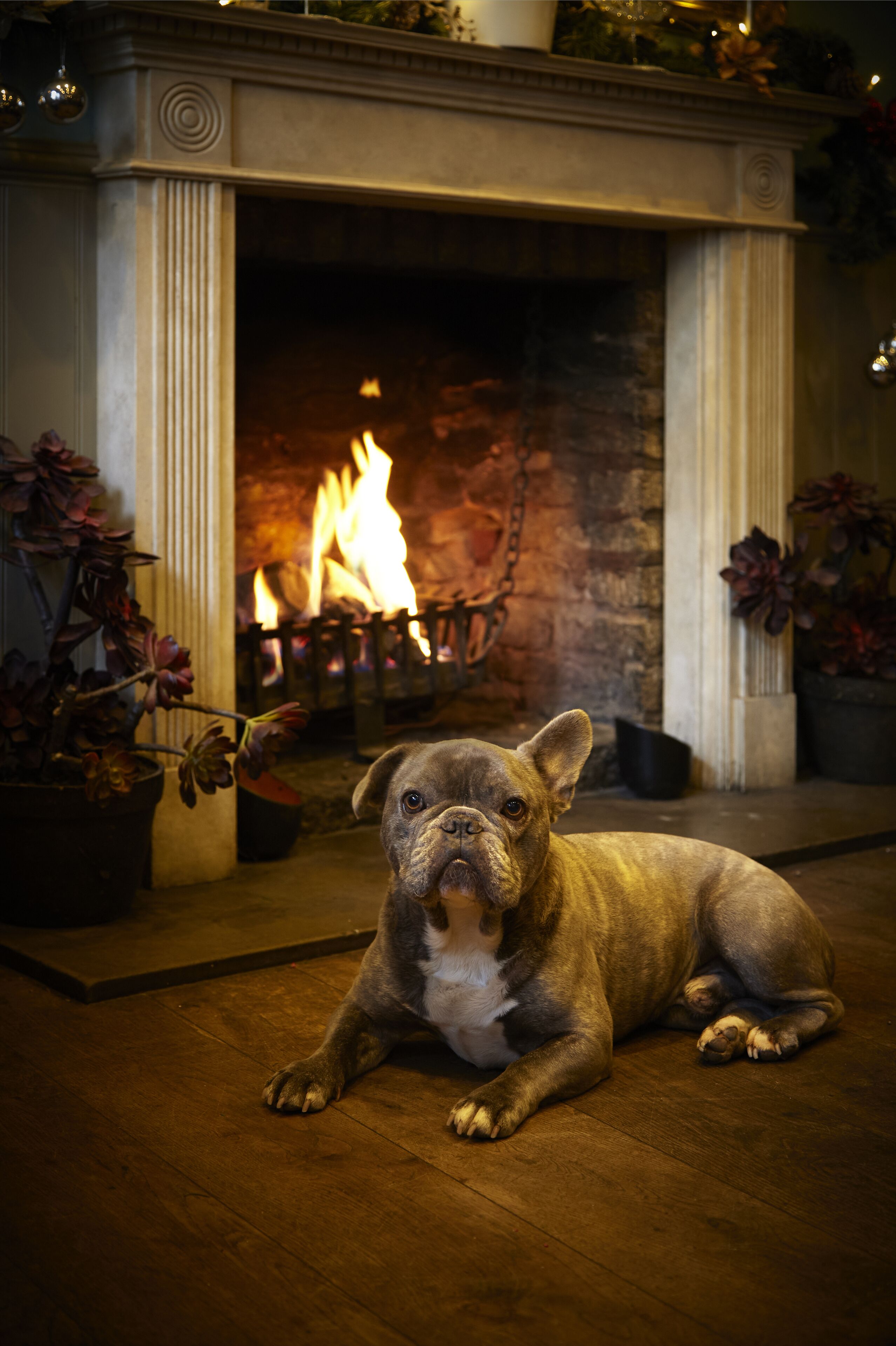 Un perro recostado frente a una chimenea con fuego encendido.
