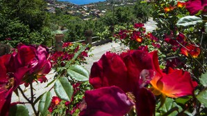 Paisaje costero con flores rojas al frente y vista al mar y casas a lo lejos.