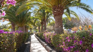 Un sendero bordeado de palmeras y flores moradas, que conduce a un edificio con fachada colorida.