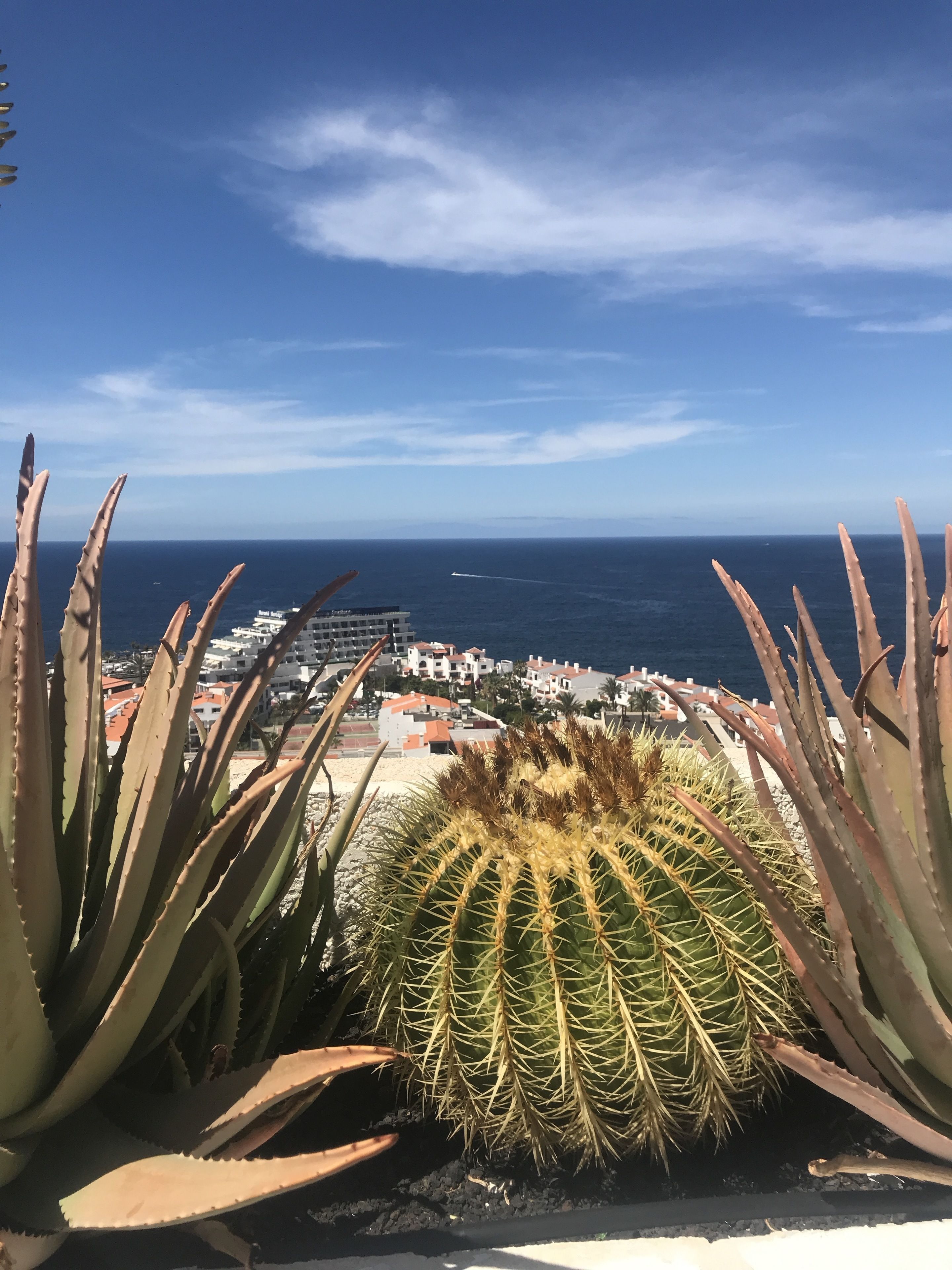 A cactus in the foreground with a coastal cityscape in the background.