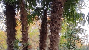 A garden with palm trees, a bench, and various plants. - Dream (Mestre)