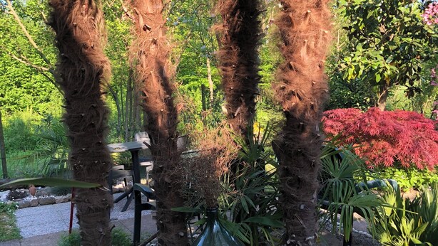 A garden with palm trees, a green vase, and red foliage. - Dream (Mestre)