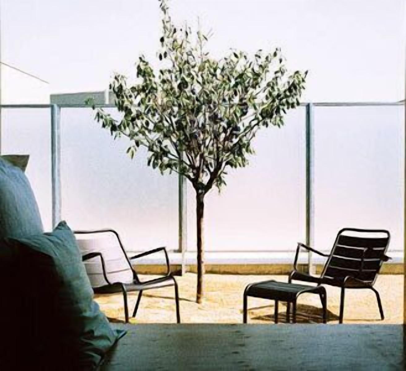 A room with a small tree, two chairs, and a window.