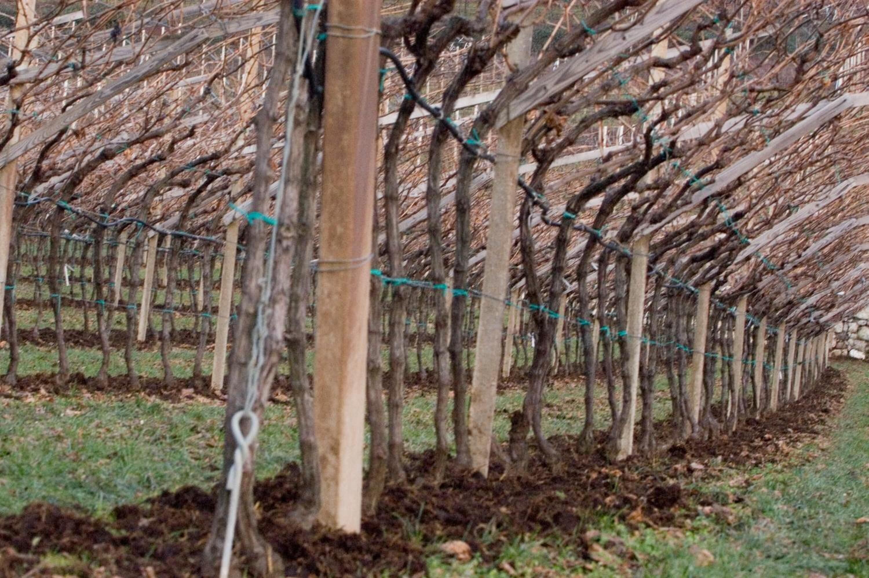 Foto - Villa Bertagnolli - Locanda Del Bel Sorriso