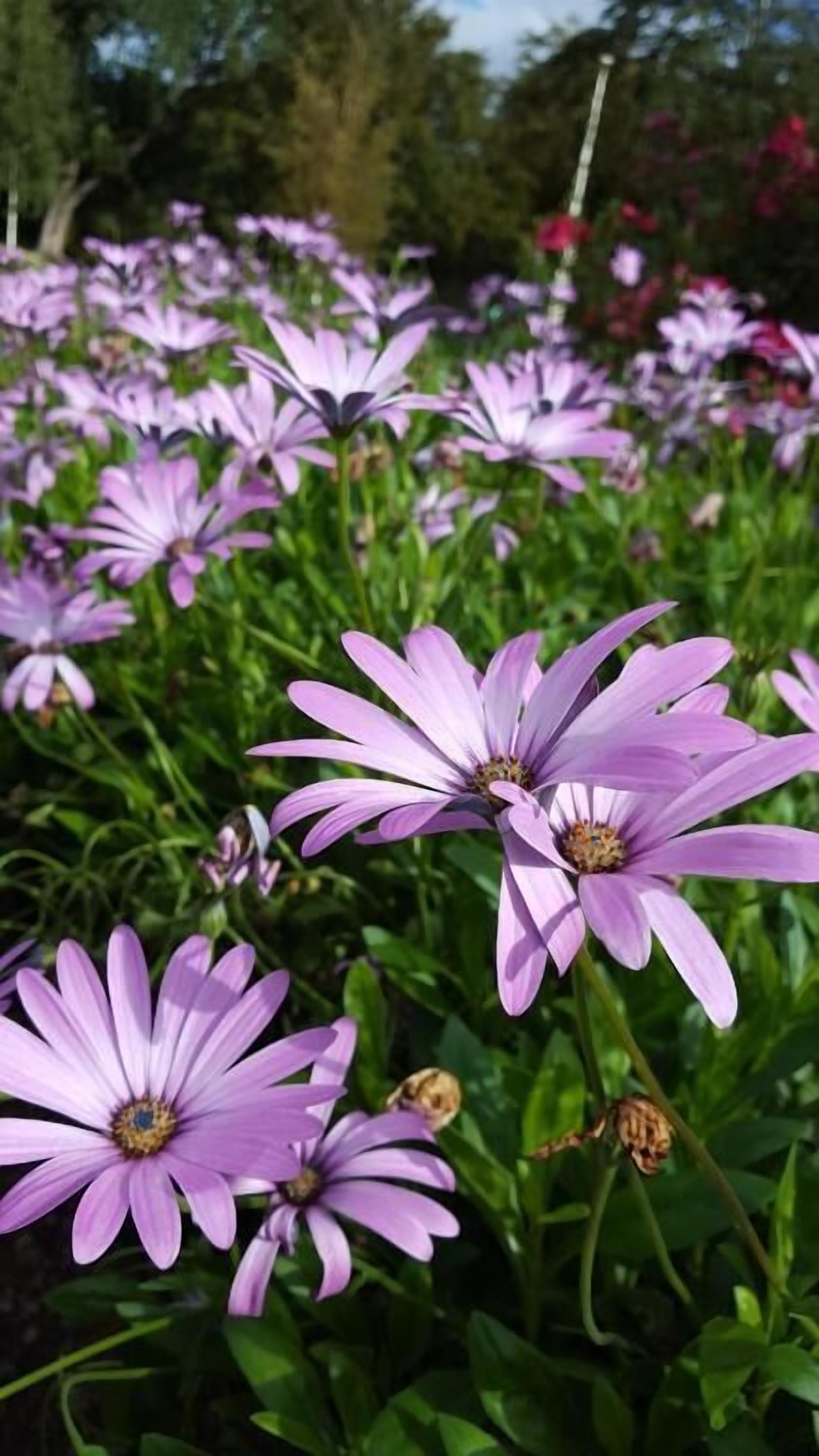 A garden with purple flowers and green foliage.