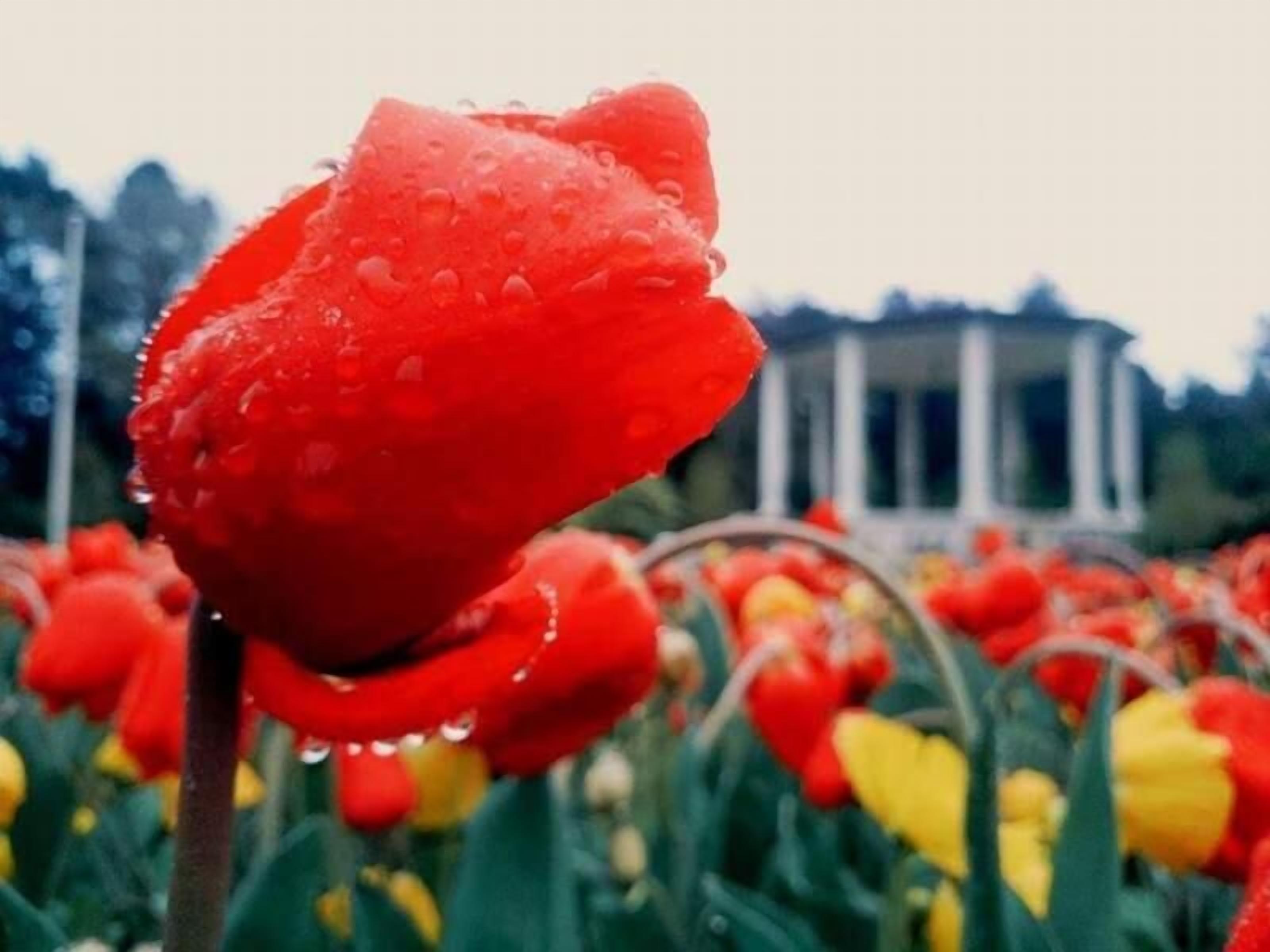 A close-up of a red tulip with water droplets, surrounded by yellow tulips in a garden with a gazebo in the background.
