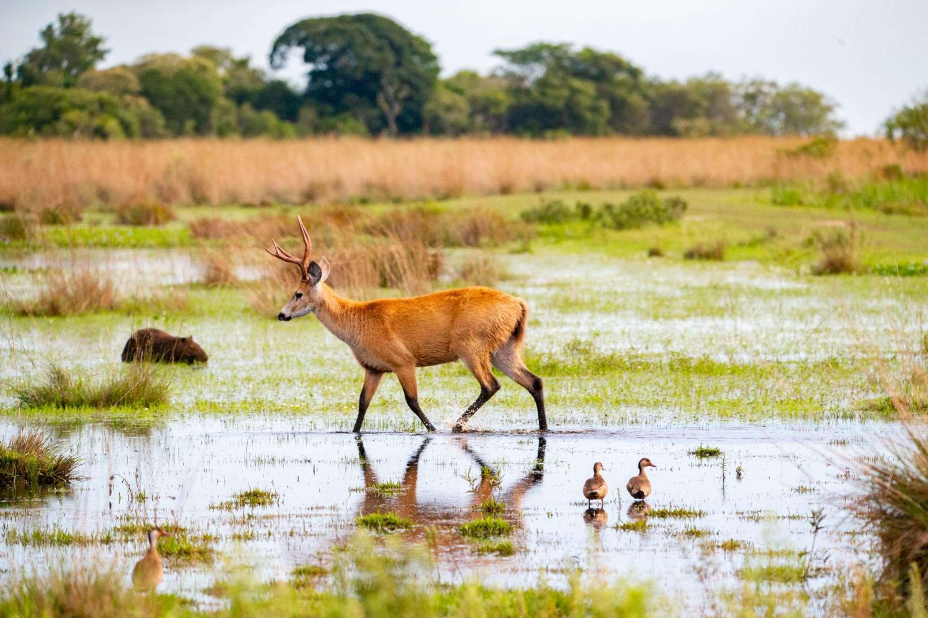 A deer walking through a wetland area with reflections in the water.
