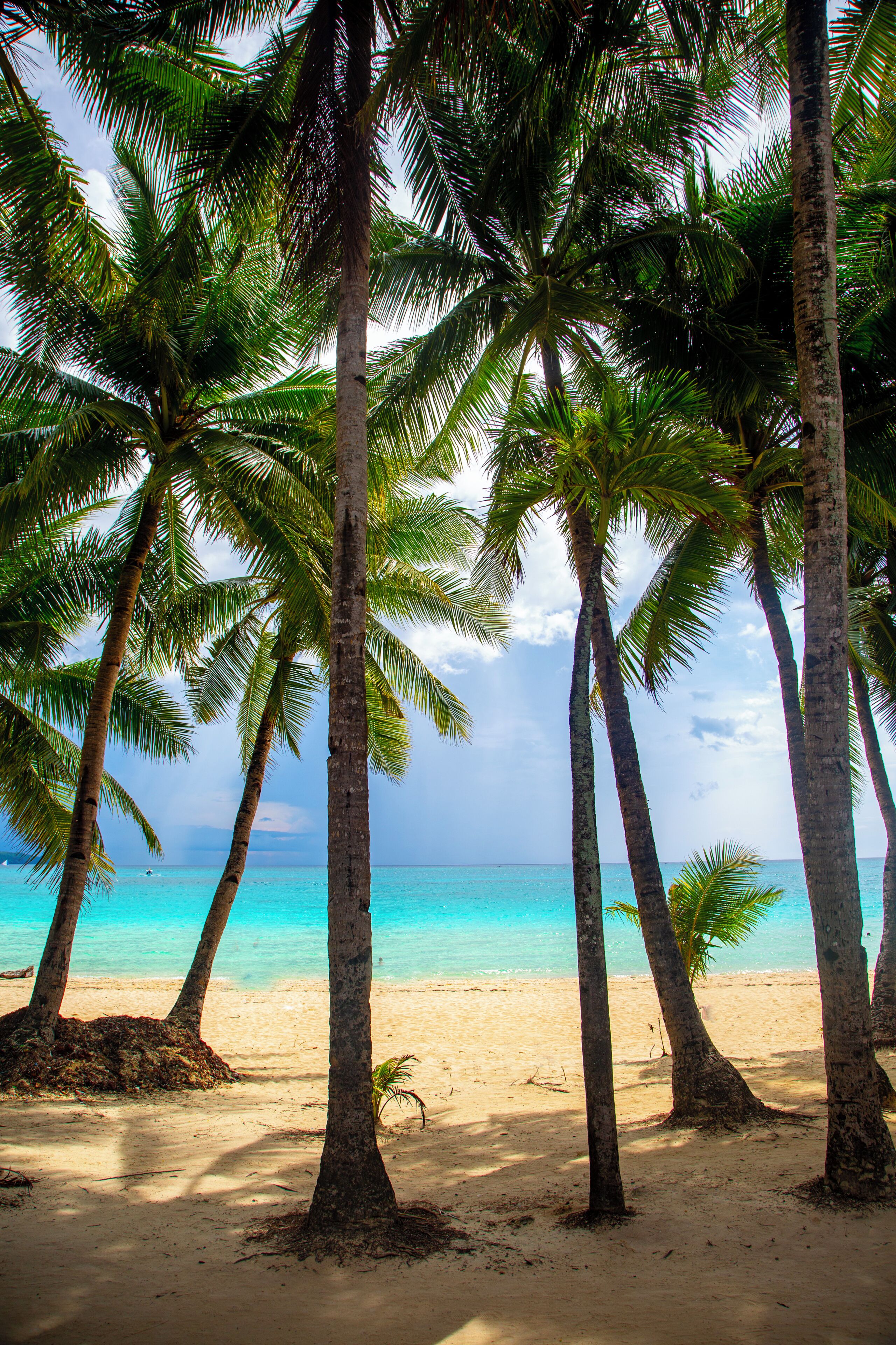 Una playa con palmeras y una vista despejada del océano.