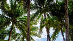 A beach with palm trees and a clear view of the ocean. - Crown Regency Beach Resort (Boracay Island)
