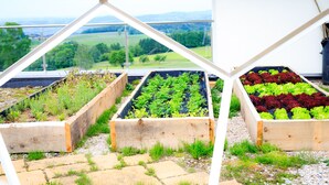 Jardín en la azotea con macetas elevadas que contienen diversas plantas.