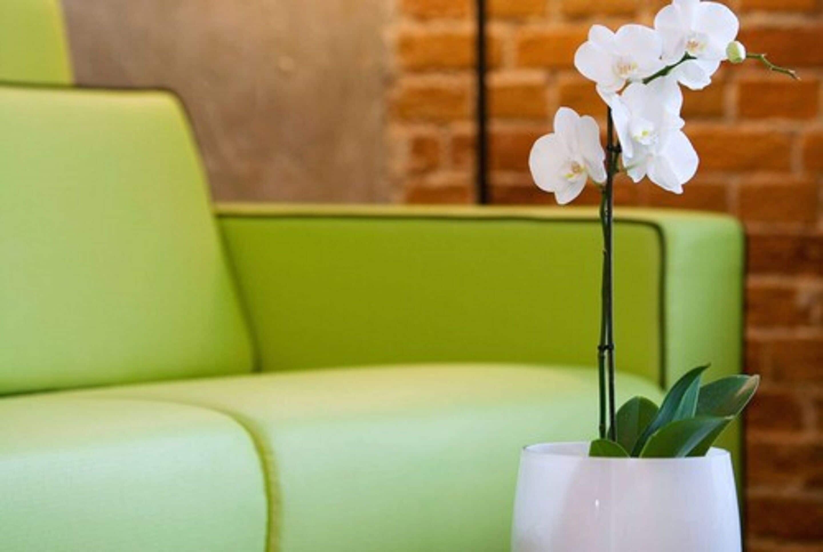 A green sofa with a white orchid in a white vase.