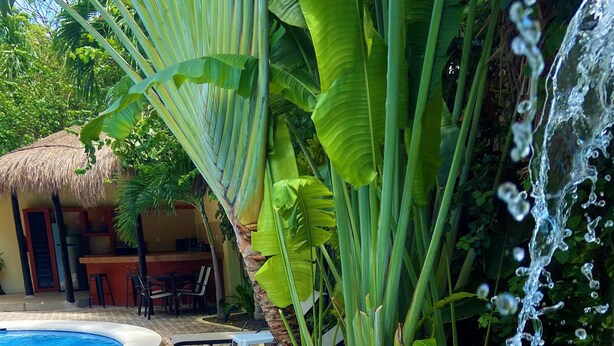 A swimming pool with a waterfall feature, surrounded by lush tropical plants and a thatched-roof structure.